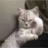 Gato desconfiado