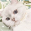 ✨🌸gatito blanco🌸✨ 14