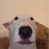 MEMES PERRITOS✨🤩 12