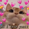 Wholesome 7