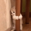 MEMES GATITOS 5😍 9