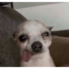 MEMES PERRITOS✨🤩 6