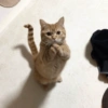 MEMES GATITOS 3🥰 13