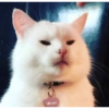 Miau miau caralho 4 10