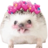 Animalitos🧡 11