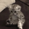 MEMES GATITOS 3🥰 11