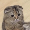 MEMES GATITOS 5😍 8