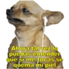 Perritos con canciones Sad 14
