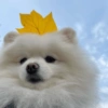 MEMES PERRITOS 9