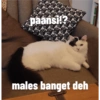 paansi!?
males banget deh