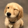 GOOD
BOY
#1