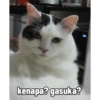kenapa? gasuka?