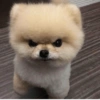 MEMES PERRITOS 11