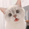 ✨🌸gatito blanco🌸✨ 30