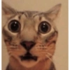 Gatos sin contexto 🙀 8