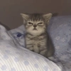 Meme de gatinho 4 9