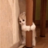 MEMES GATITOS 3🥰 14