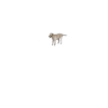 Perritos 21