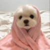 MEMES PERRITOS 14