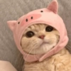 MEMES GATITOS 5😍 5