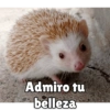 Admiro tu
belleza