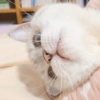✨🌸gatito blanco🌸✨ 12