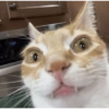 Gatos sin contexto 🙀 11