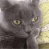 Gato cinza cético