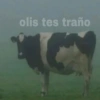 Animalitos Para Conversar 🦄🐸 13