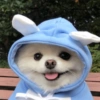 MEMES PERRITOS 8