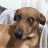MEMES PERRITOS✨🤩 15