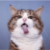 Miau miau caralho 4 25