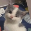 Meme de gatinho 4 6
