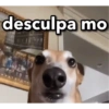 desculpa mo