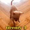 tiernis :)