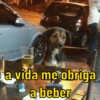 a vida me obriga
a beber