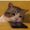 MEMES GATITOS 3🥰 7