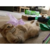 Gatinho brincando de barriga pra cima
