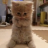 MEMES GATITOS 5😍 10