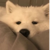 MEMES PERRITOS 6