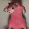 Animalitos Para Conversar 🦄🐸 9