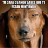 Peyitos Memes🐶🤩😎 13
