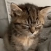 MEMES GATITOS 5😍 13