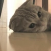 MEMES GATITOS 3🥰 9