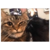 Miau miau caralho 4 13