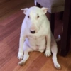 MEMES PERRITOS✨🤩 11