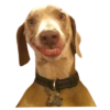 Memes de cachorros 21