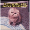 Tu me gustas, pero
aveces me caes mal.
IG/ drugs2love
Gatitos para conquistar
a tú CRUSH