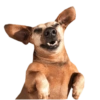 Memes de cachorros 19