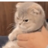 Meme de gatinho 4 11